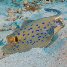 Load image into Gallery viewer, PADI Digital Underwater Photography (DUP), £245.00. (£150.00 deposit required).