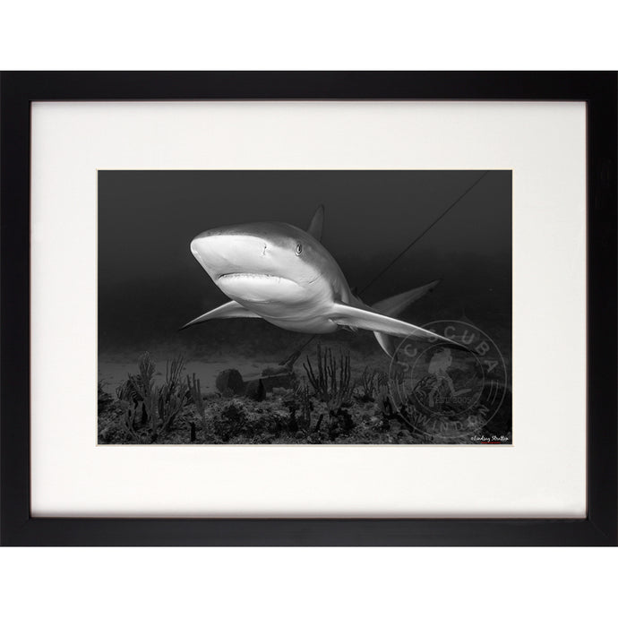 Caribbean Reef Shark Premium Framed Print