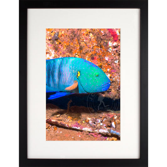 Banner Wrasse Premium Framed Print