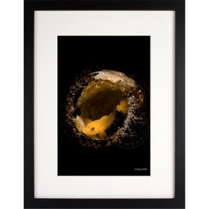 Yellow Gobys in a Bottle Premium Framed Print