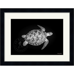 Green Sea Turtle Premium Framed Print