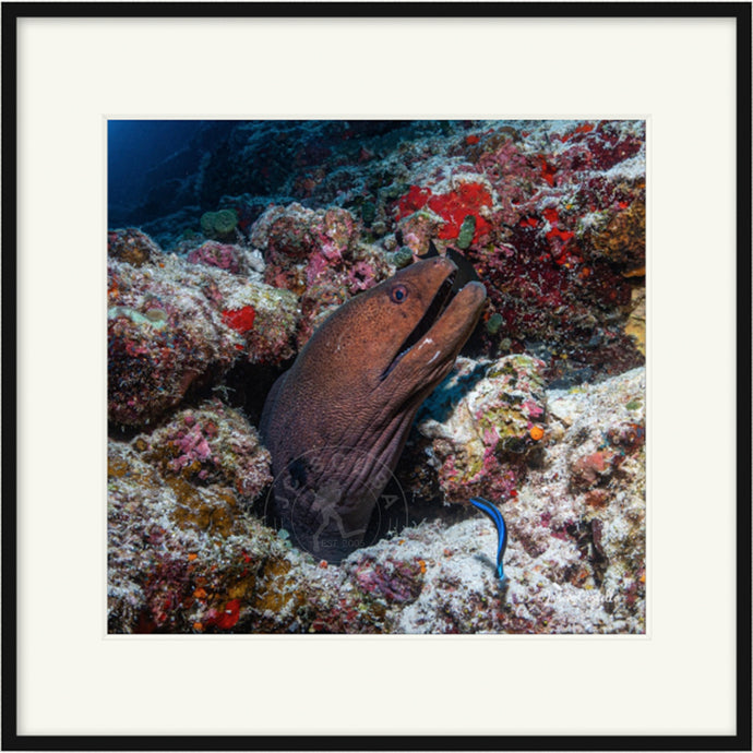 Moray Eel in the Rock Premium Framed Print
