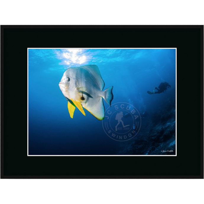 Batfish with Diver Premium Framed Print