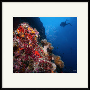 Wall Diver, the Maldives Premium Framed Print