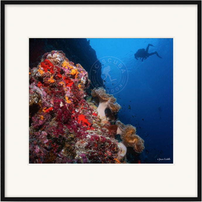 Wall Diver, the Maldives Premium Framed Print