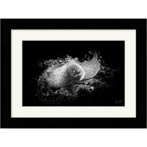 Hunting Moray Eel Premium Framed Print