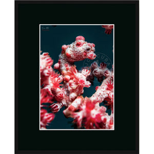 Pygmy Sea Horse Premium Framed Print
