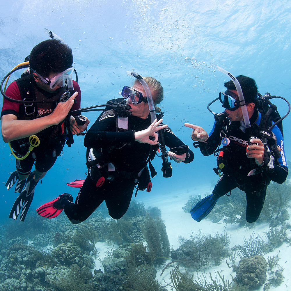 PADI Divemaster Course (DM).   £750.00 (£150.00 deposit required.)