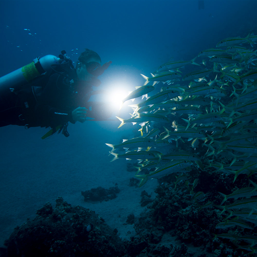 PADI Night Diver: £315.00. (£150.00 deposit required).