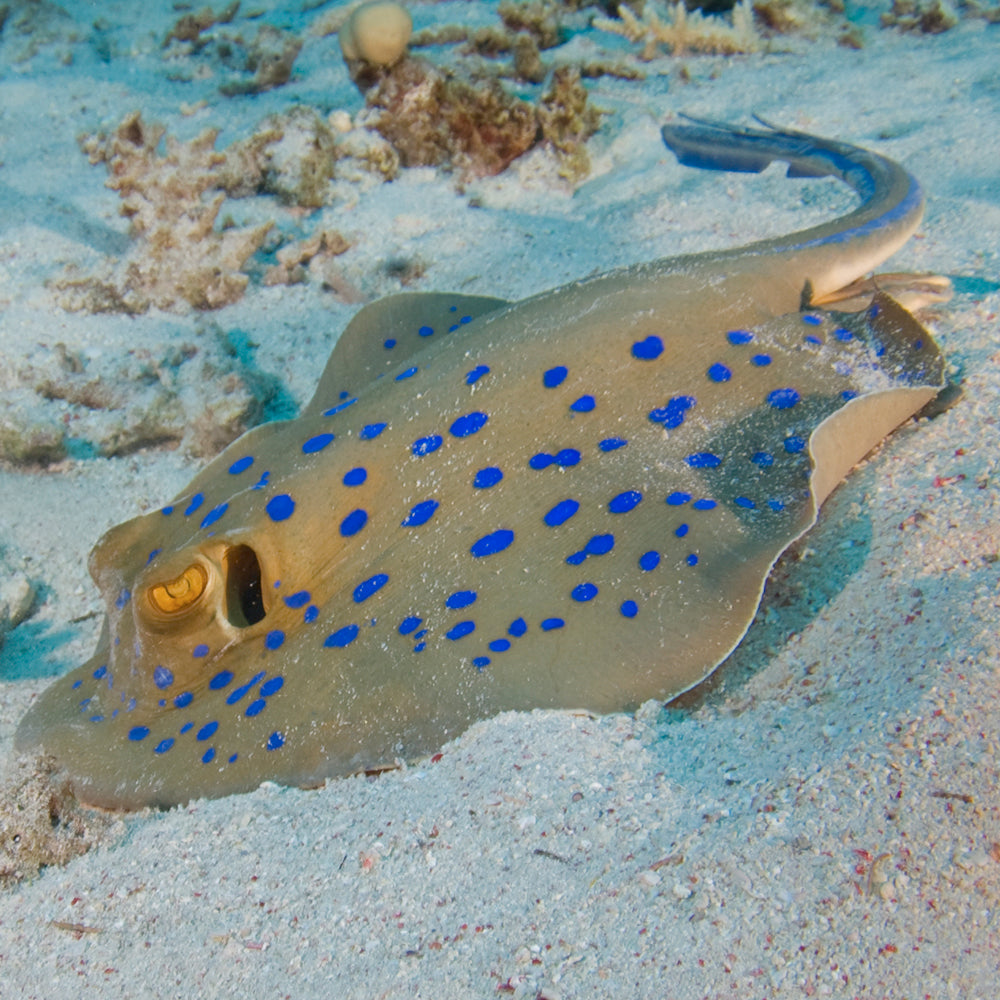 PADI Digital Underwater Photography (DUP), £295.00. (£150.00 deposit required).