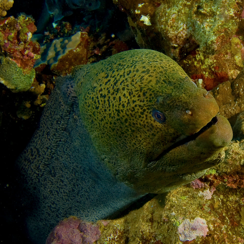 PADI Digital Underwater Photography (DUP), £295.00. (£150.00 deposit required).
